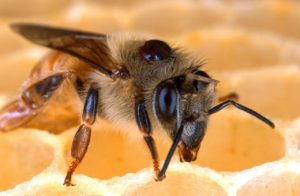 bee, honeybee, honeycomb
