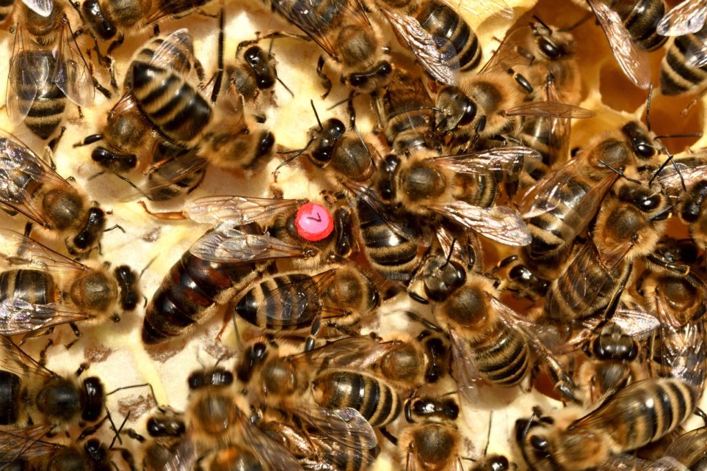 Bee Queen Insect Honeybee Honey  - xiSerge / Pixabay