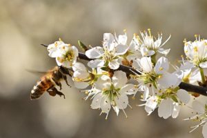 Honey Bee Flying Flowers Bee  - jggrz / Pixabay