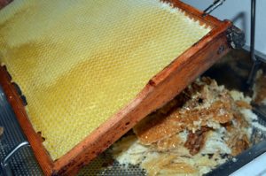 Honeycomb Virgin Wax Rape Honey  - neelam279 / Pixabay
